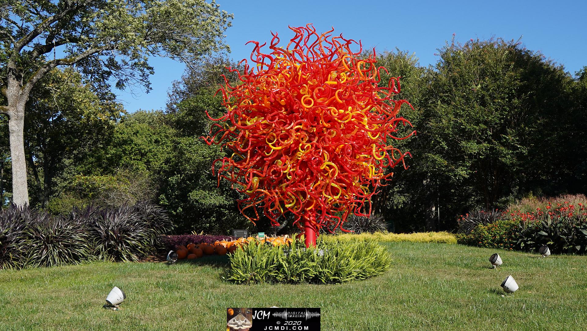 20200930 CheekWood Chihuly - Summer Sun curly tree